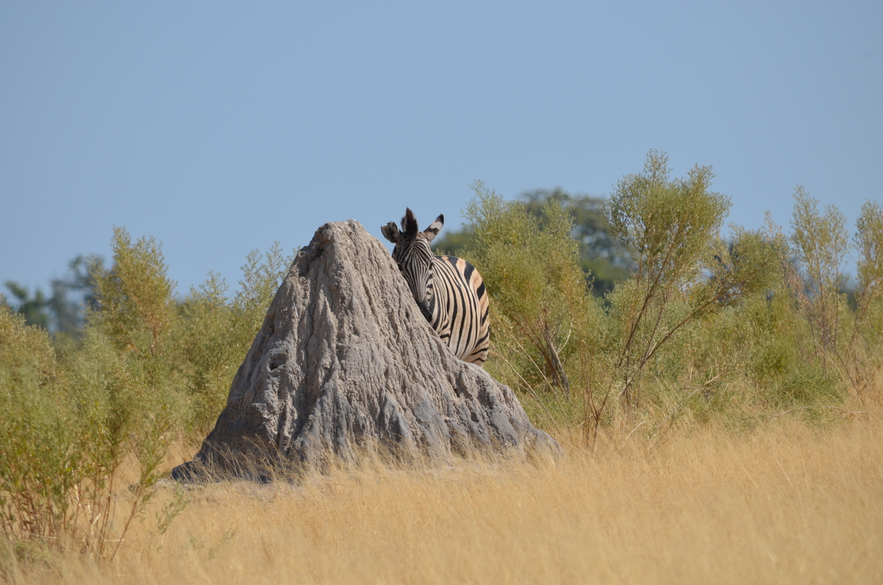 [23014] 2016_06_30_02_16_49_Africa_NIKON_D5100_IMG__05260.jpg