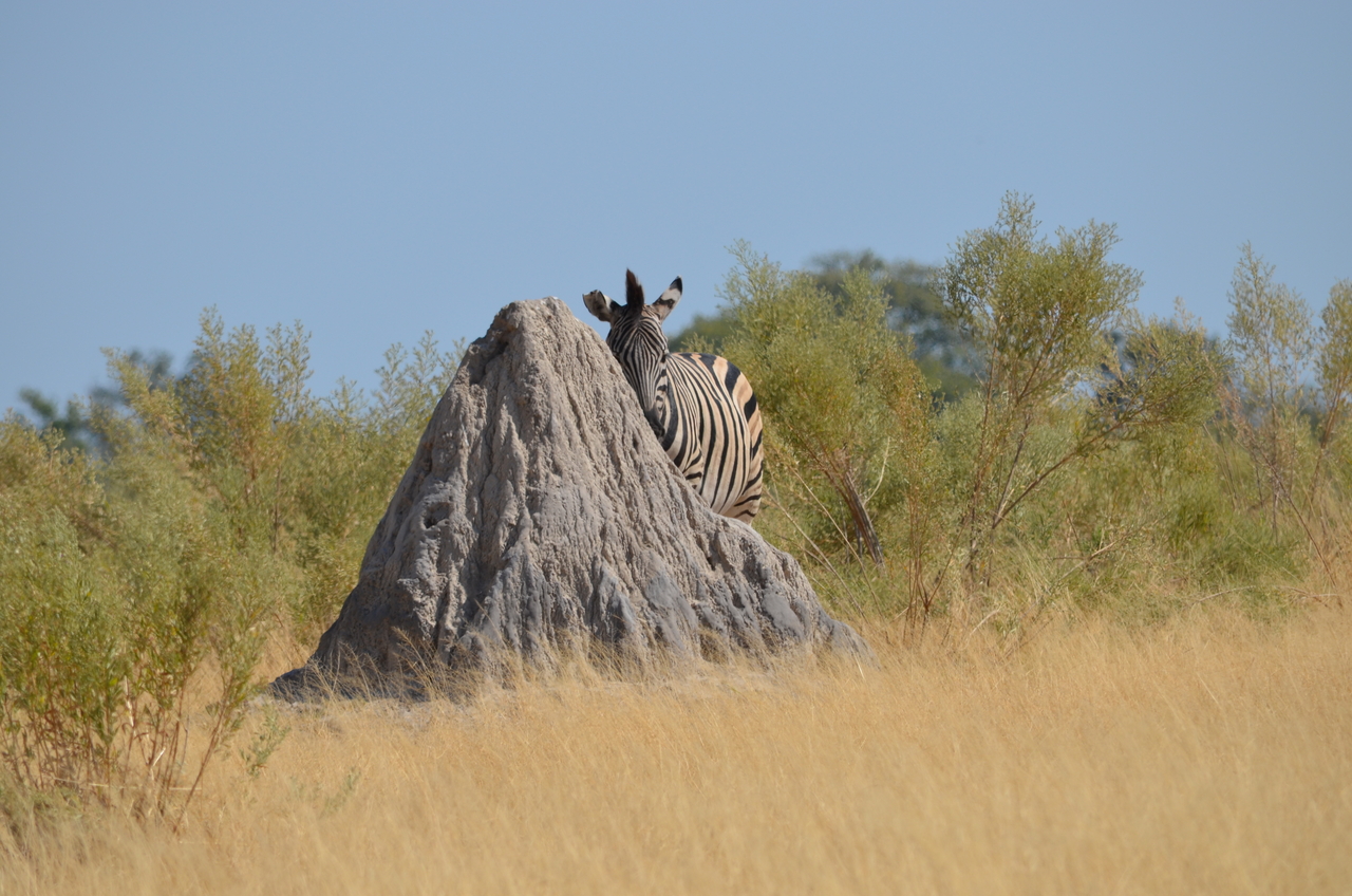 [23018] 2016_06_30_02_16_52_Africa_NIKON_D5100_IMG__05262.jpg