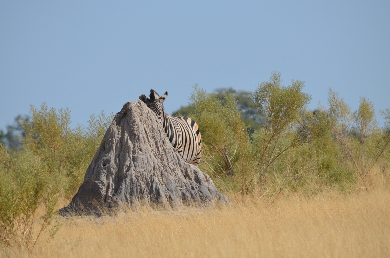 [23019] 2016_06_30_02_16_54_Africa_NIKON_D5100_IMG__00641.jpg