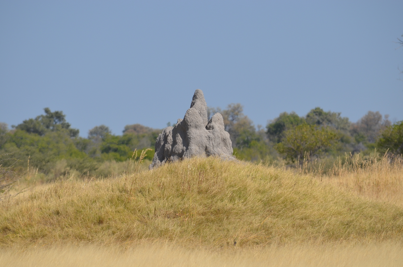 [23156] 2016_06_30_02_34_12_Africa_NIKON_D5100_IMG__05265.jpg