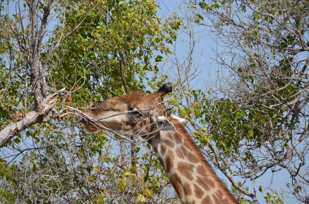 [23163] 2016_06_30_02_39_37_Africa_NIKON_D5100_IMG__00647.jpg
