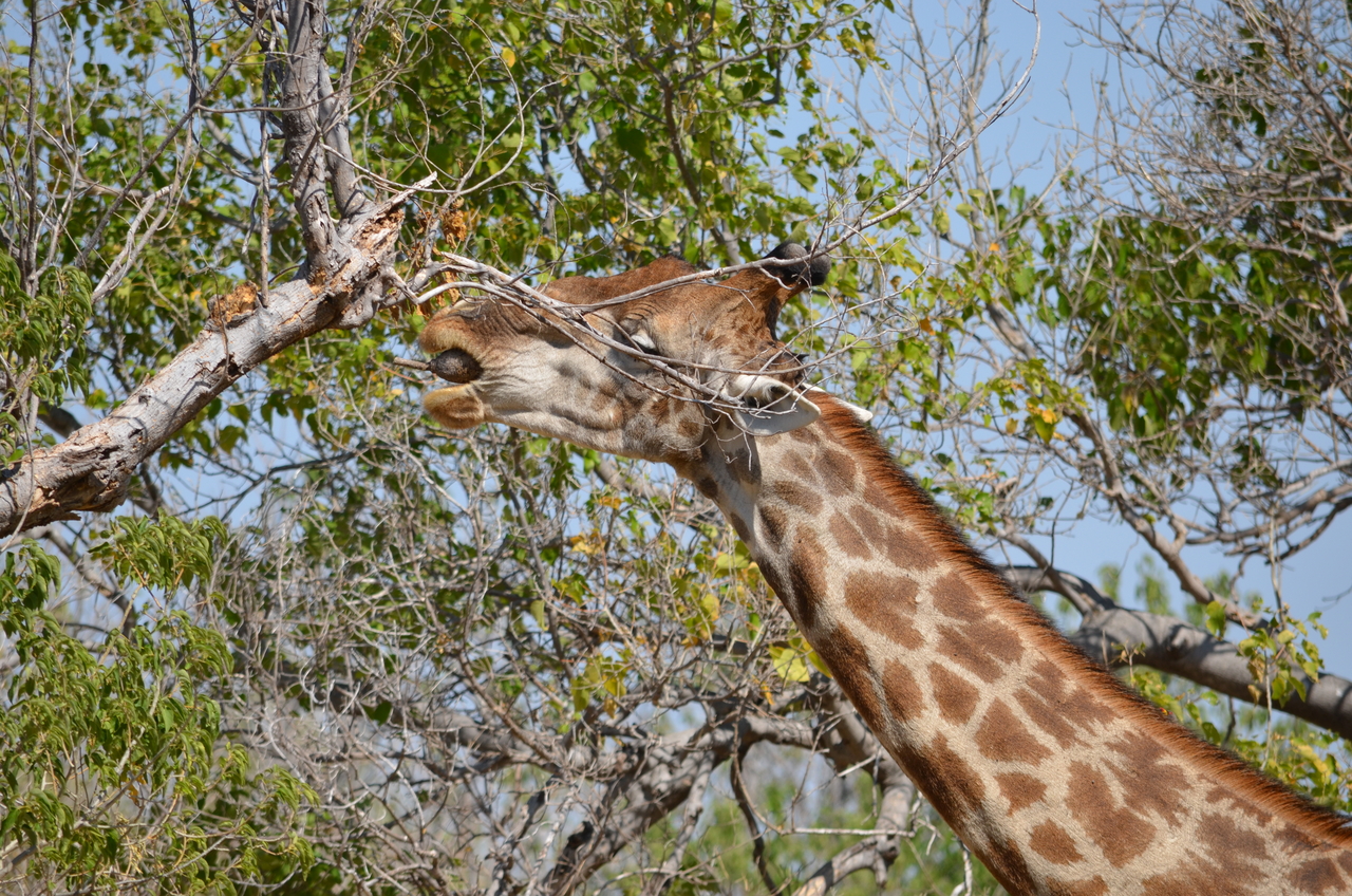 [23167] 2016_06_30_02_39_45_Africa_NIKON_D5100_IMG__00649.jpg