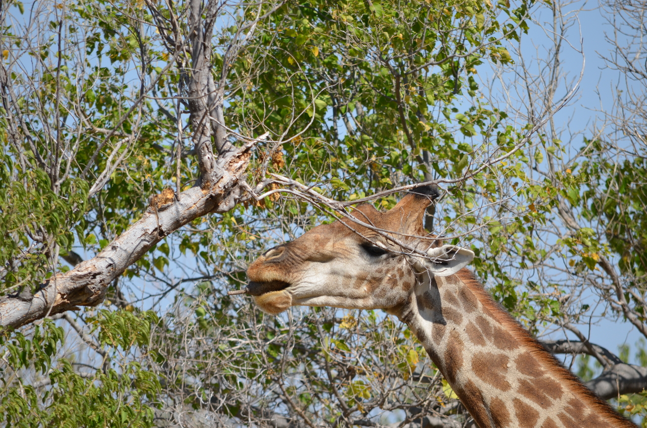 [23175] 2016_06_30_02_40_06_Africa_NIKON_D5100_IMG__00653.jpg