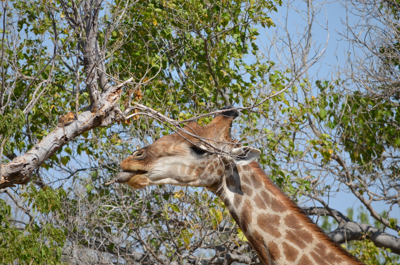 [23177] 2016_06_30_02_40_07_Africa_NIKON_D5100_IMG__00654.jpg