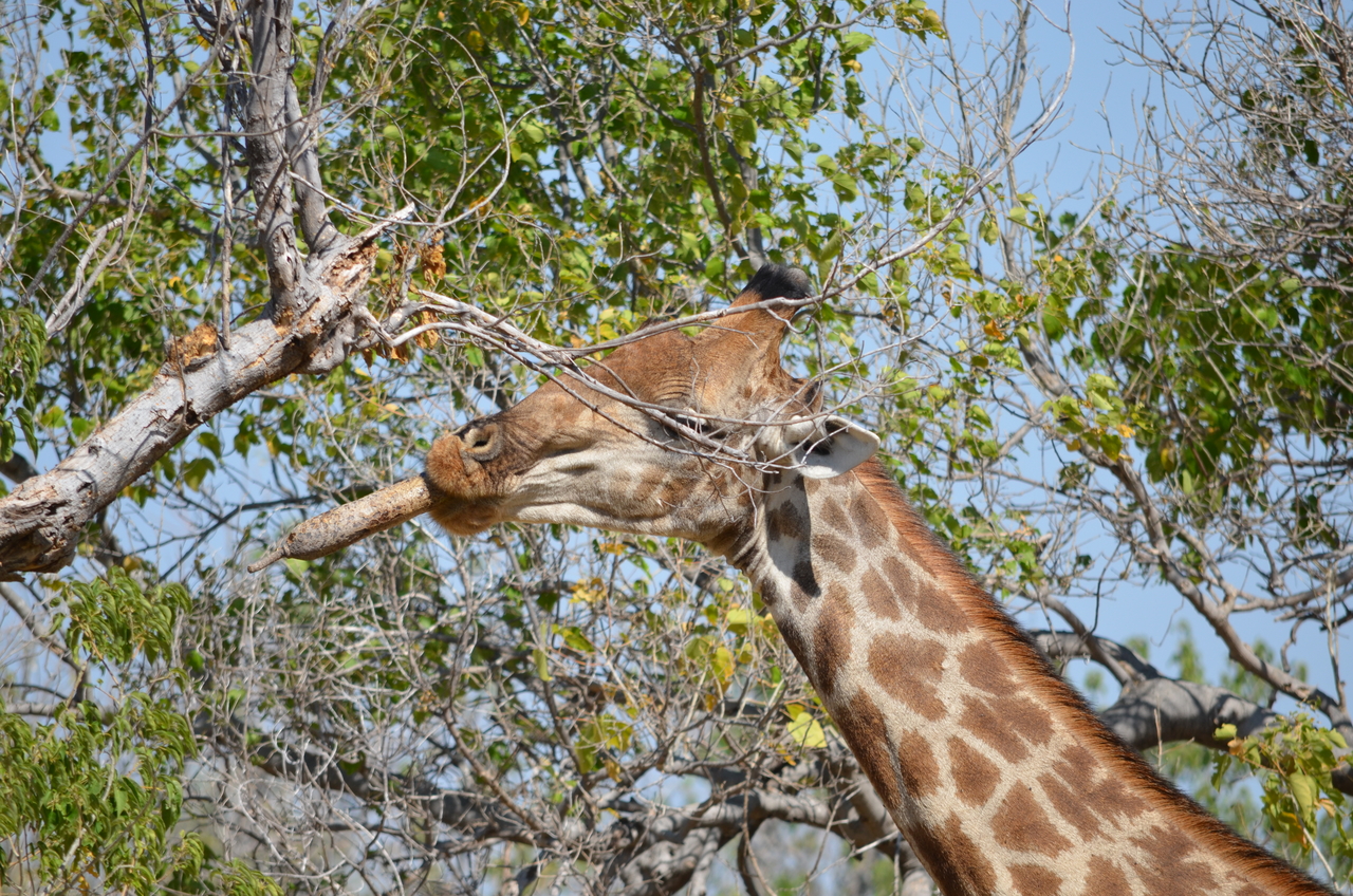 [23183] 2016_06_30_02_40_10_Africa_NIKON_D5100_IMG__00657.jpg