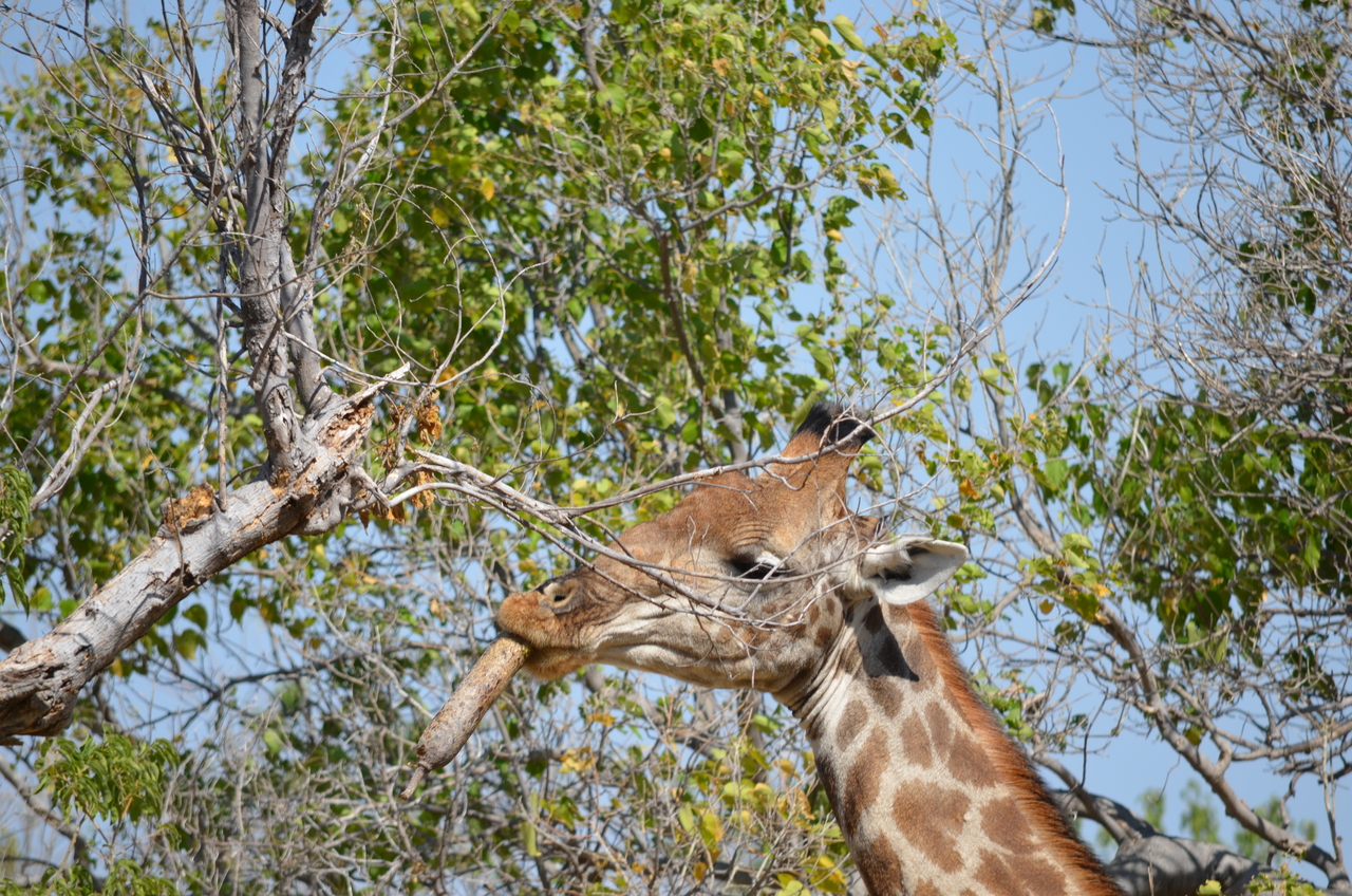 [23187] 2016_06_30_02_40_12_Africa_NIKON_D5100_IMG__00659.jpg