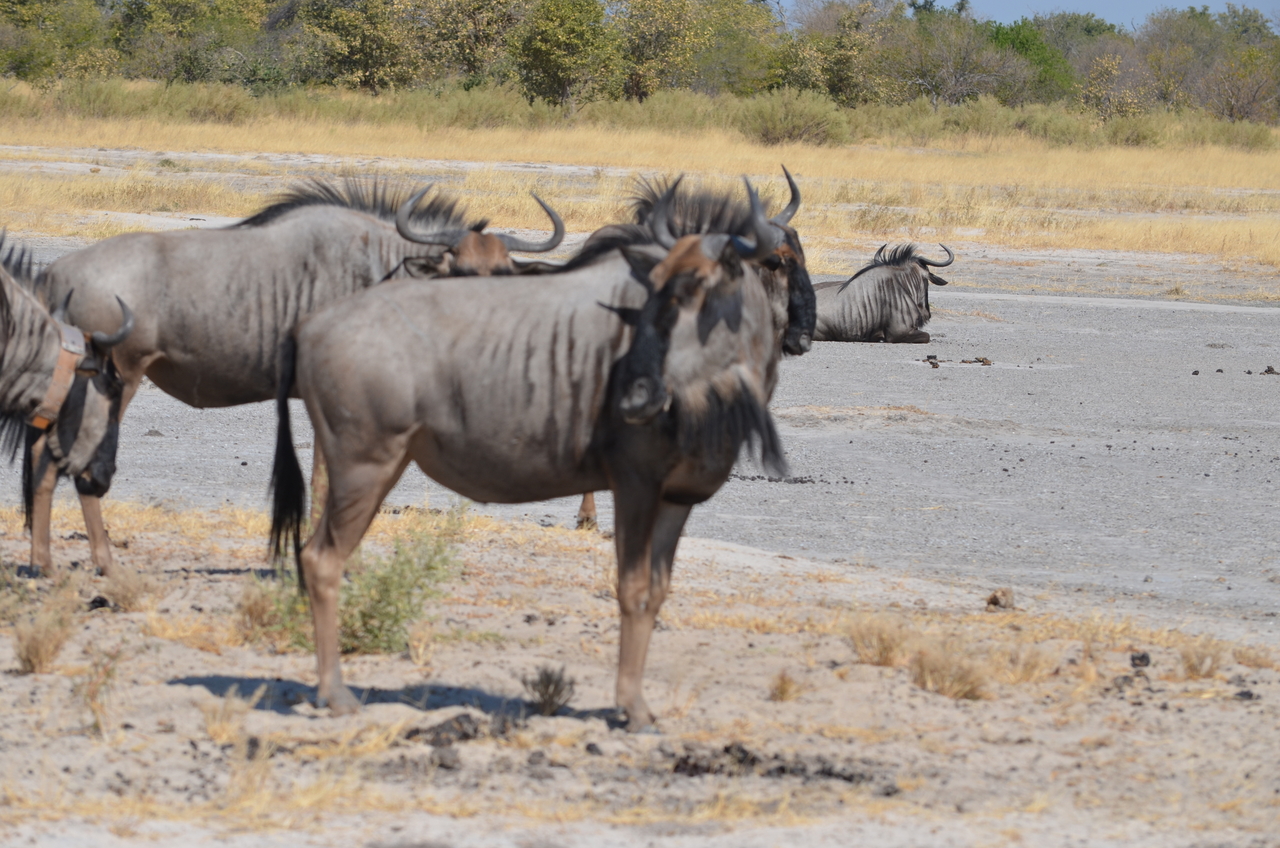 [23193] 2016_06_30_02_46_34_Africa_NIKON_D5100_IMG__00662.jpg
