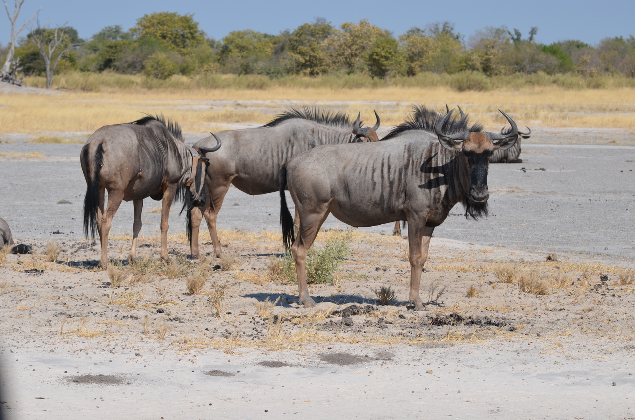 [23197] 2016_06_30_02_46_39_Africa_NIKON_D5100_IMG__00664.jpg