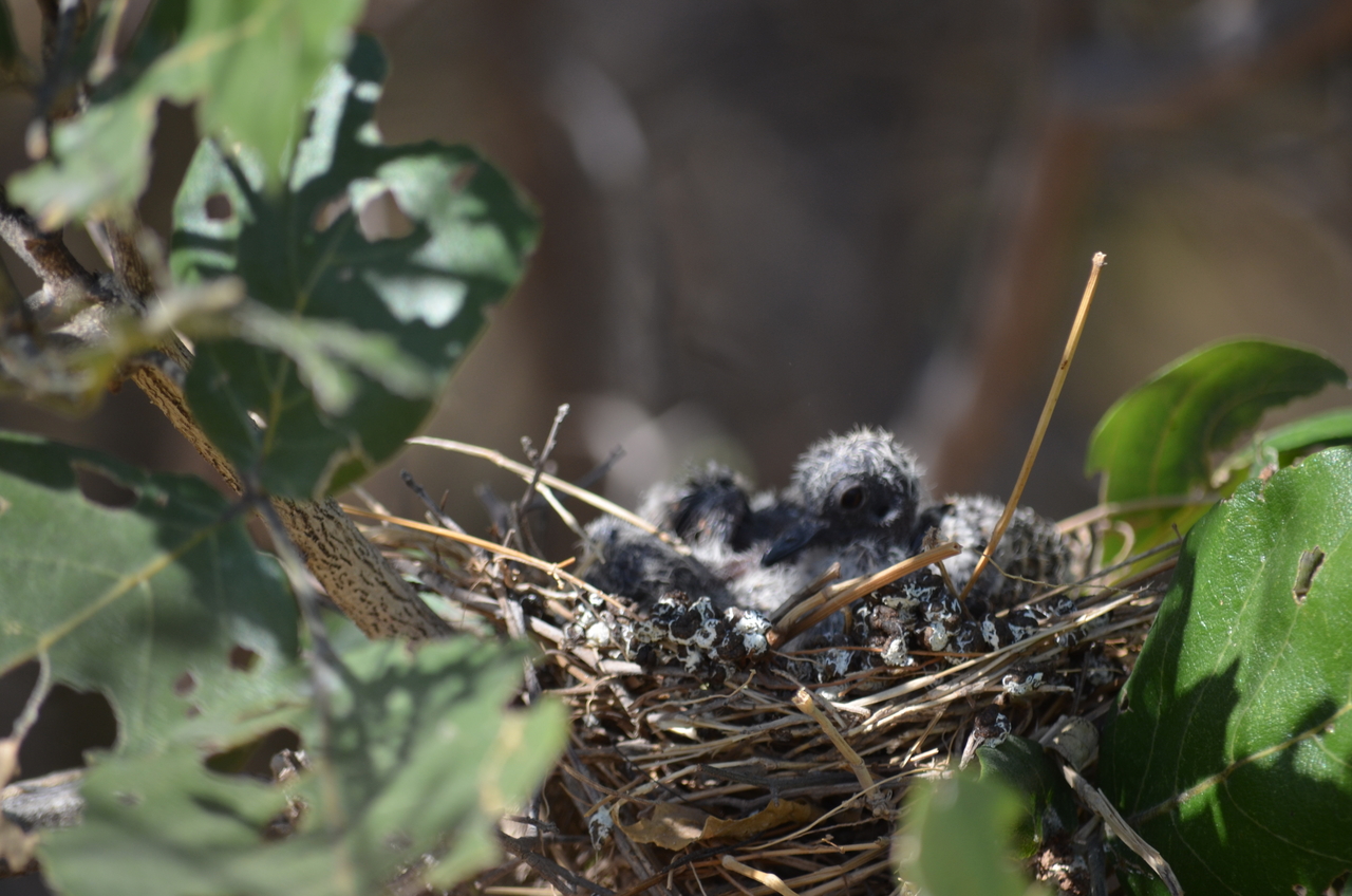 [23488] 2016_06_30_04_12_59_Africa_NIKON_D5100_IMG__00670.jpg