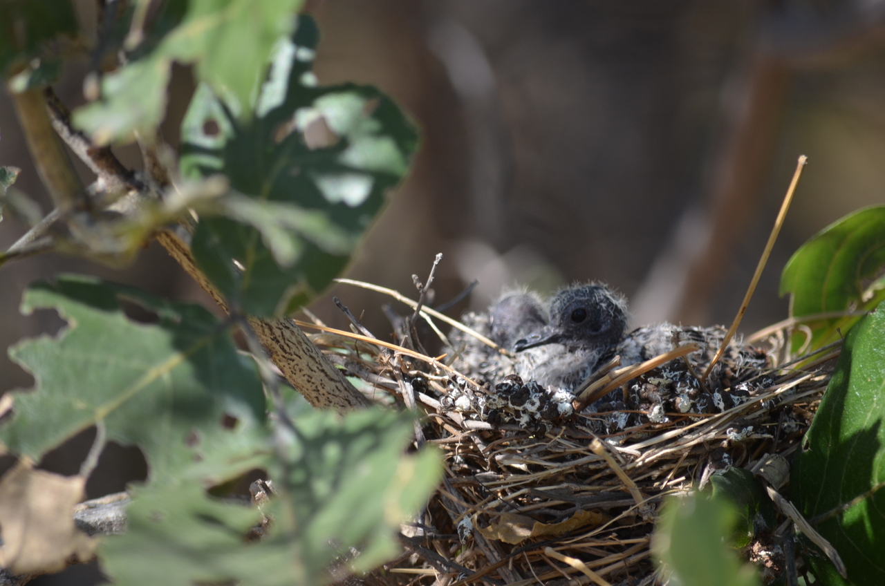 [23493] 2016_06_30_04_13_11_Africa_NIKON_D5100_IMG__05294.jpg