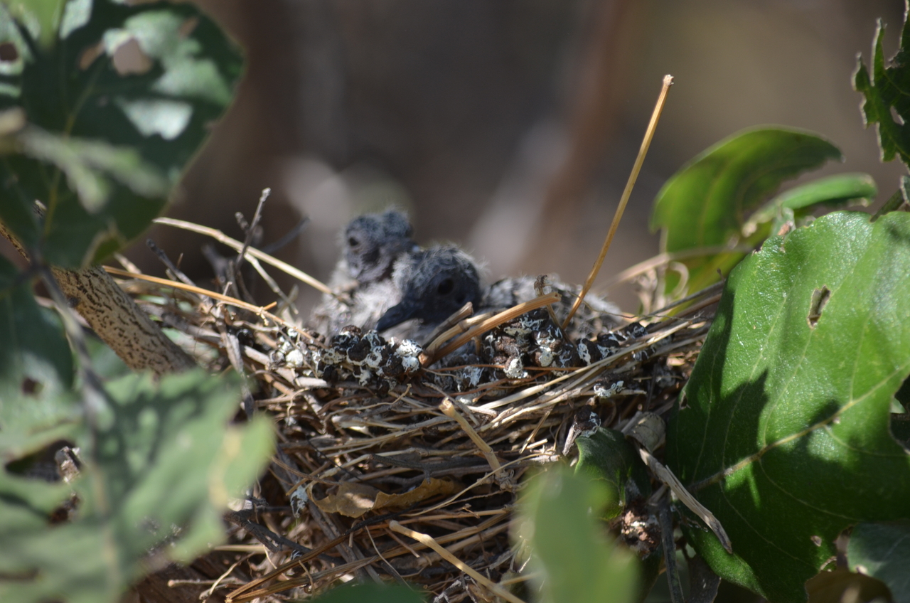 [23497] 2016_06_30_04_13_25_Africa_NIKON_D5100_IMG__05296.jpg