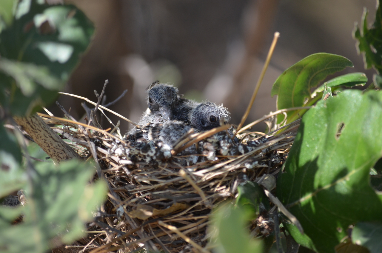 [23504] 2016_06_30_04_14_04_Africa_NIKON_D5100_IMG__00678.jpg