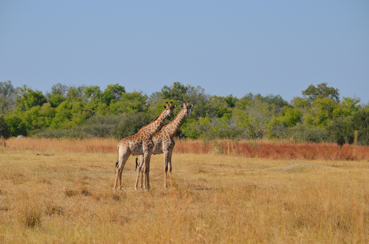 [23572] 2016_06_30_04_59_15_Africa_NIKON_D5100_IMG__05302.jpg
