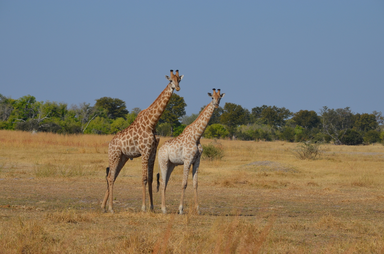 [23619] 2016_06_30_05_00_27_Africa_NIKON_D5100_IMG__00683.jpg