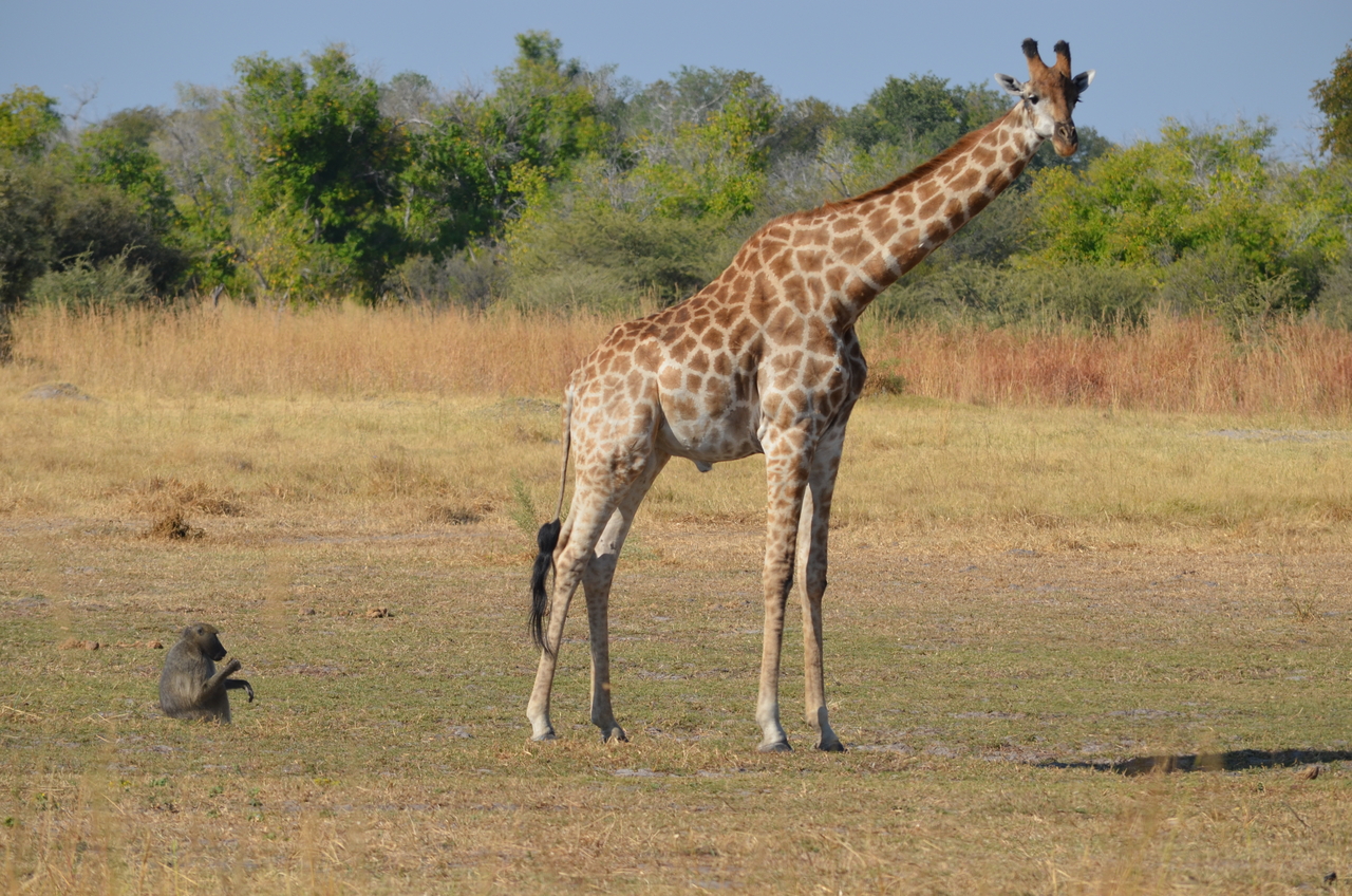 [23624] 2016_06_30_05_00_44_Africa_NIKON_D5100_IMG__05307.jpg