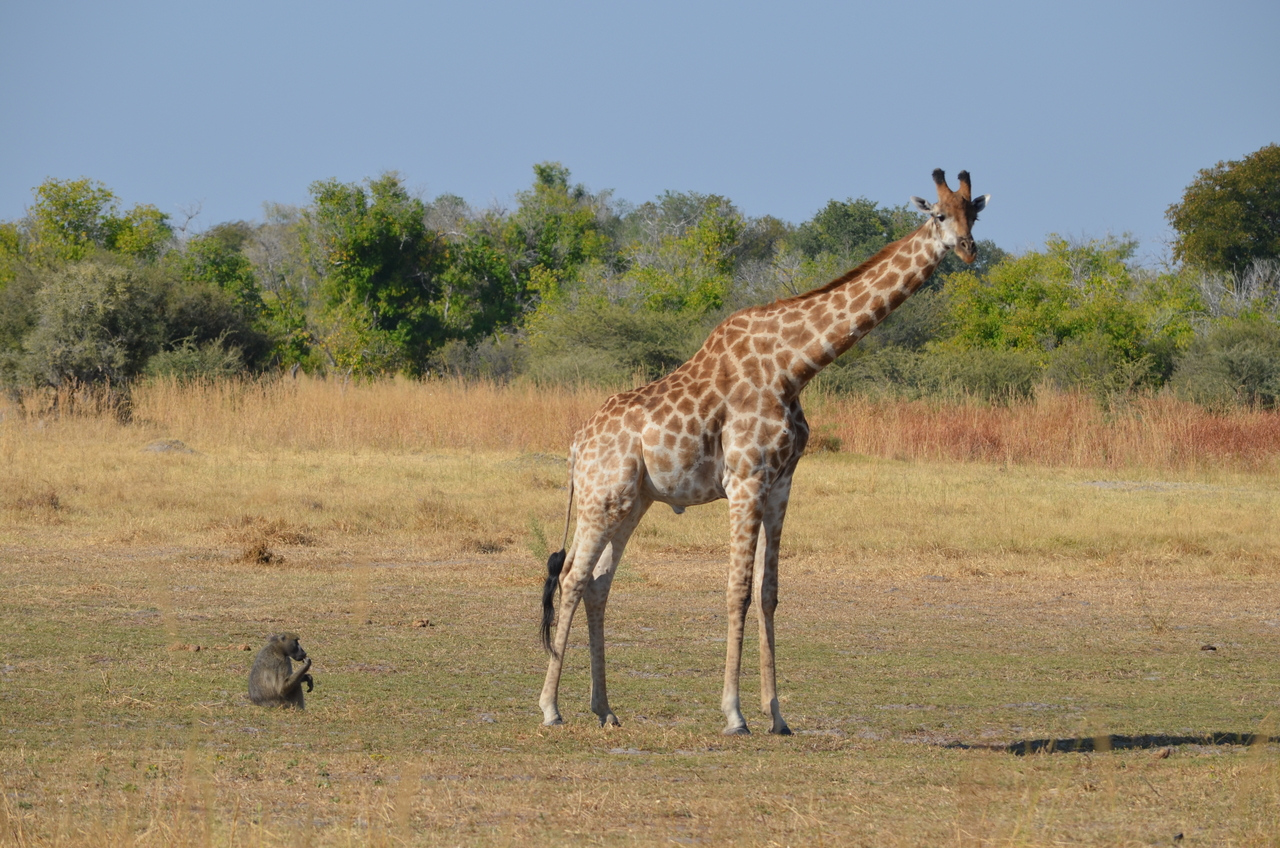 [23625] 2016_06_30_05_00_47_Africa_NIKON_D5100_IMG__00686.jpg