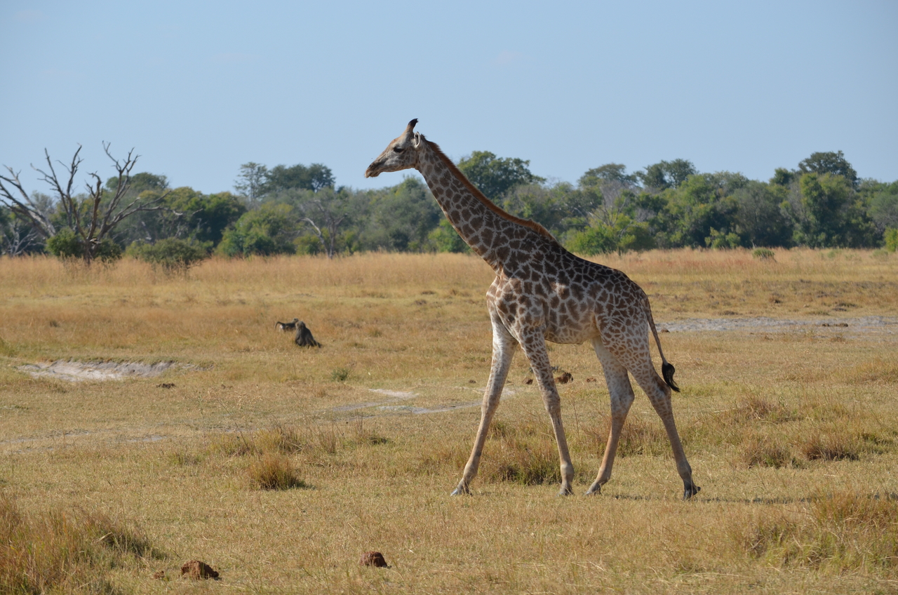 [23627] 2016_06_30_05_00_59_Africa_NIKON_D5100_IMG__00687.jpg