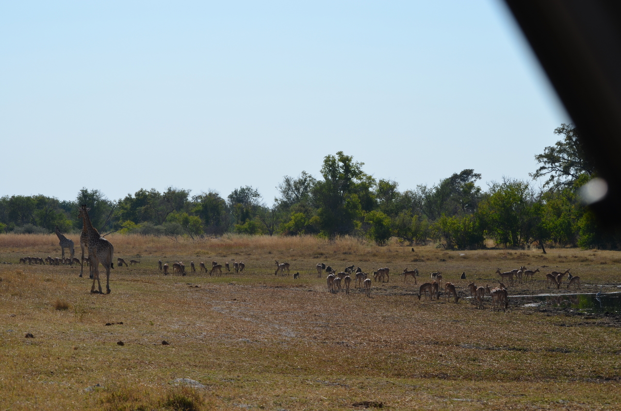 [23647] 2016_06_30_05_02_31_Africa_NIKON_D5100_IMG__00688.jpg