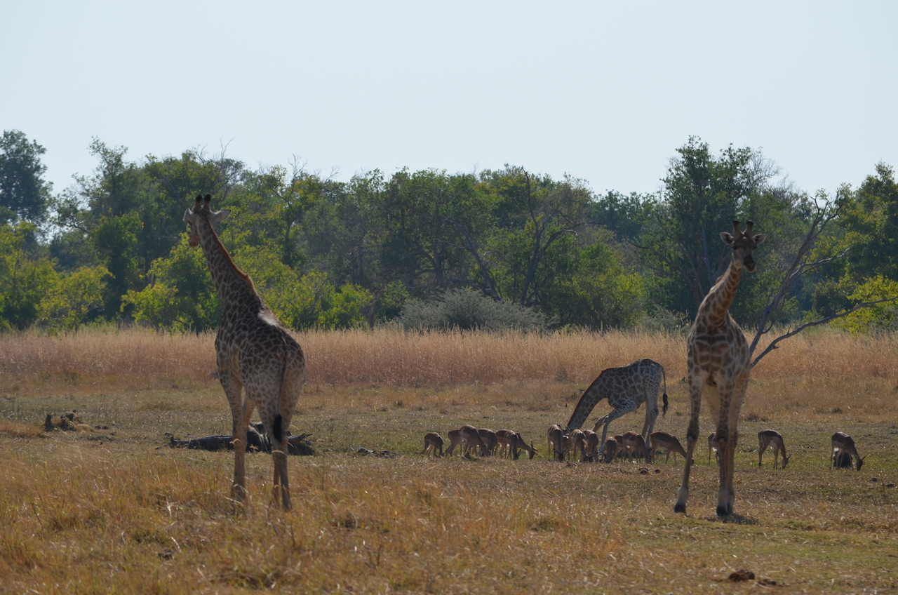 [23661] 2016_06_30_05_02_41_Africa_NIKON_D5100_IMG__05312.jpg