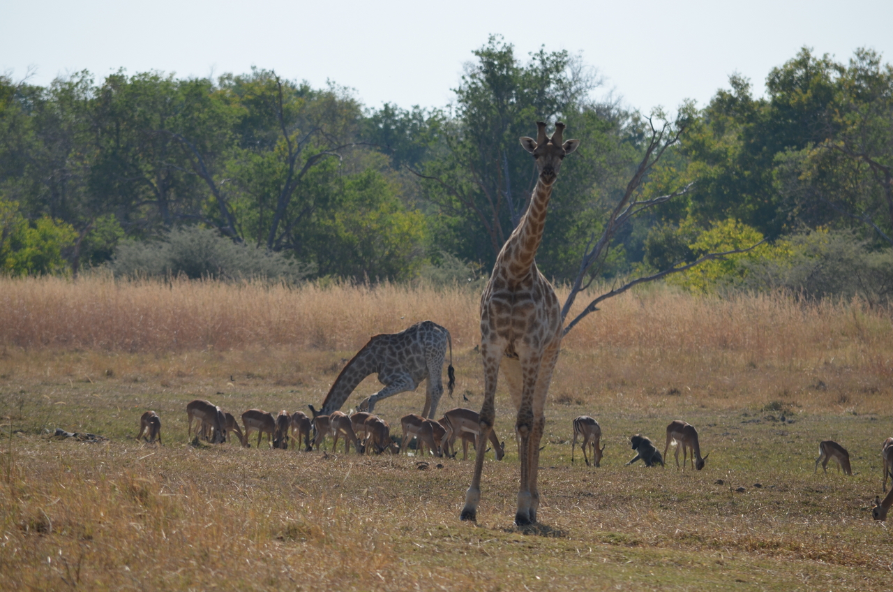 [23677] 2016_06_30_05_02_52_Africa_NIKON_D5100_IMG__00691.jpg