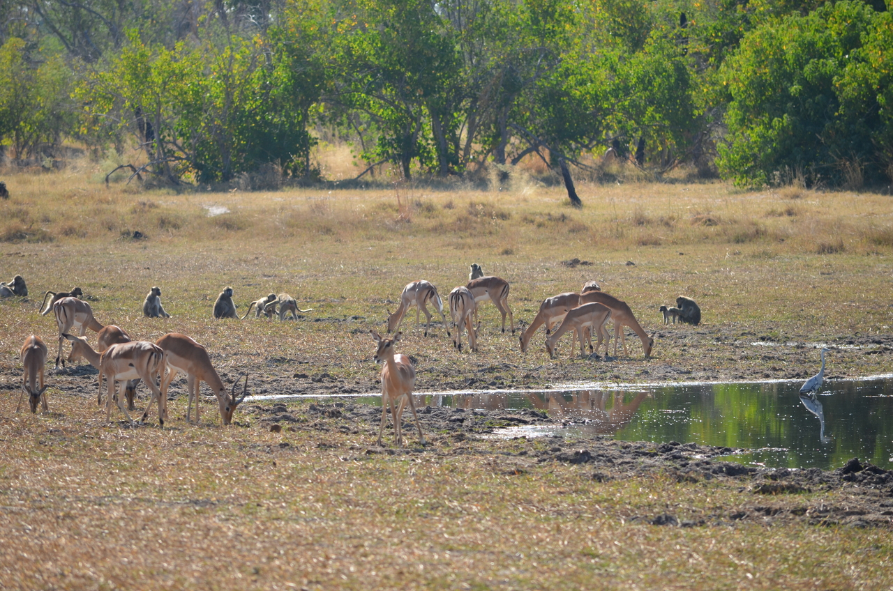 [23696] 2016_06_30_05_03_04_Africa_NIKON_D5100_IMG__00693.jpg