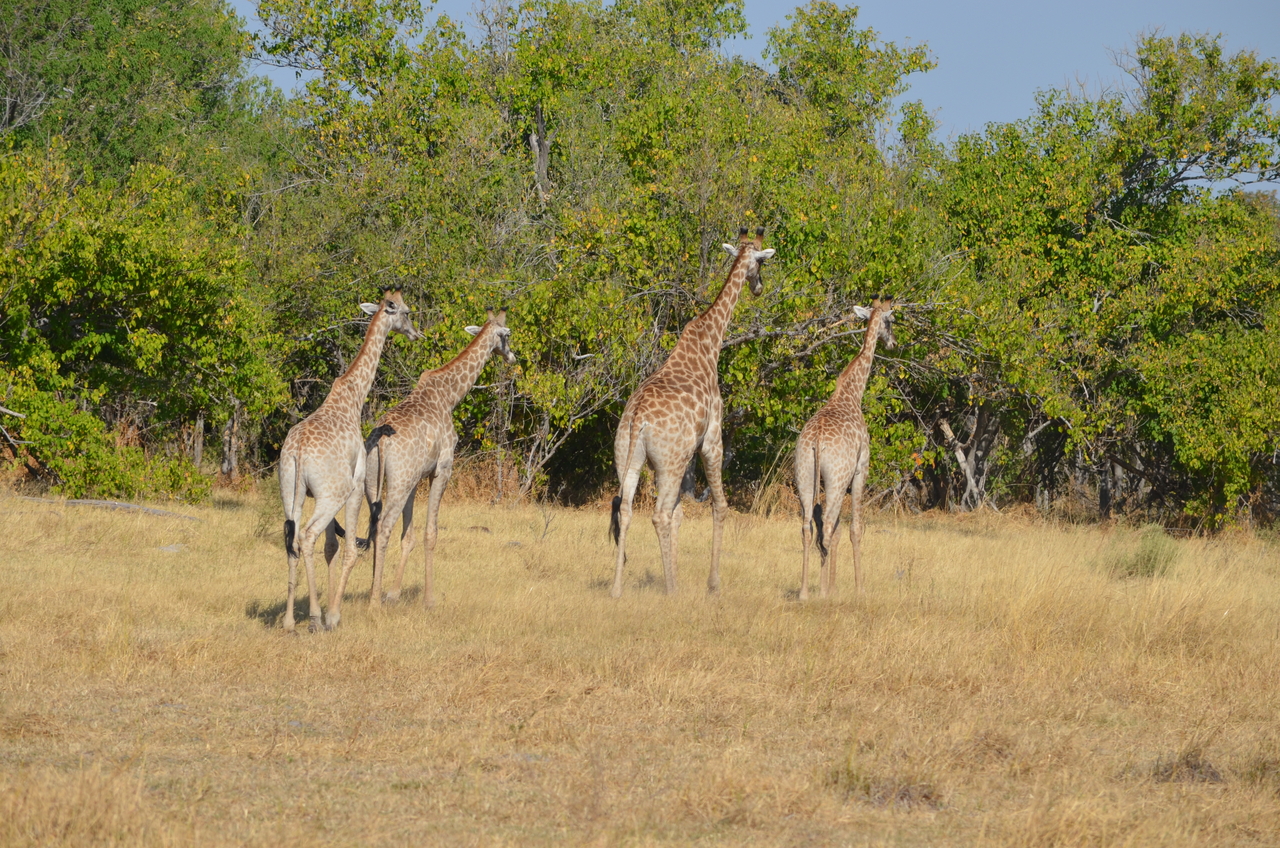 [23705] 2016_06_30_05_03_13_Africa_NIKON_D5100_IMG__05316.jpg