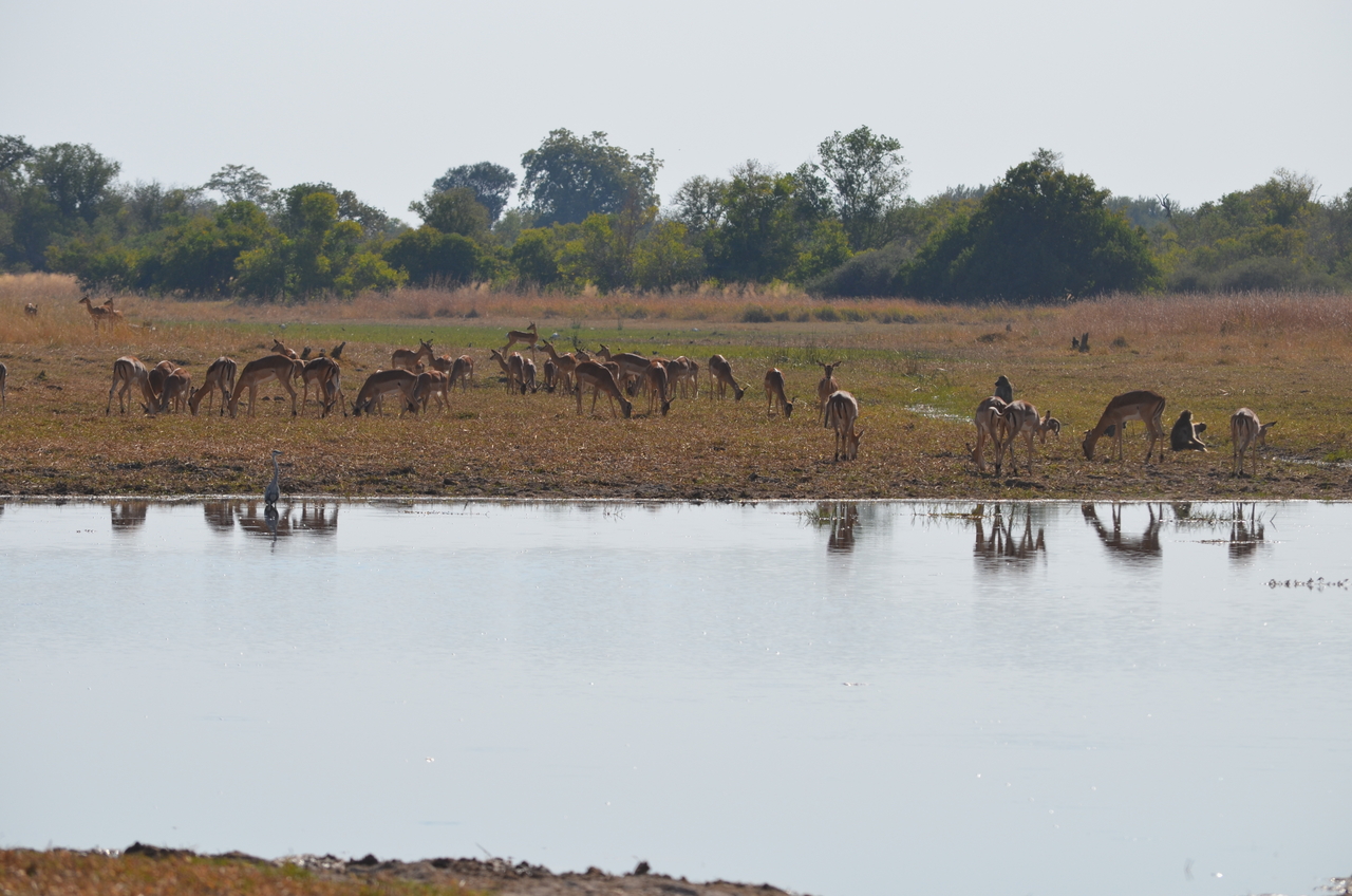 [23725] 2016_06_30_05_04_17_Africa_NIKON_D5100_IMG__05317.jpg