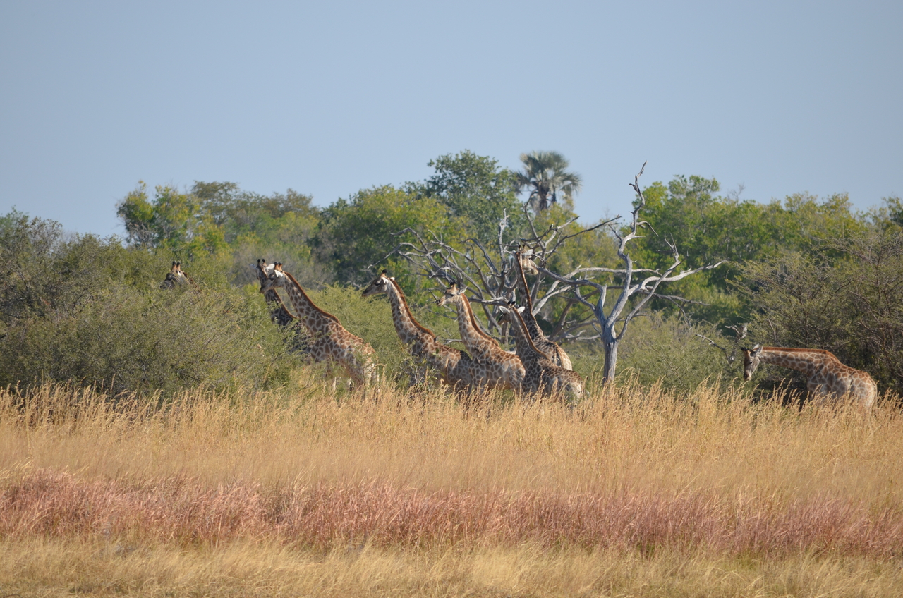 [23743] 2016_06_30_05_08_56_Africa_NIKON_D5100_IMG__05326.jpg