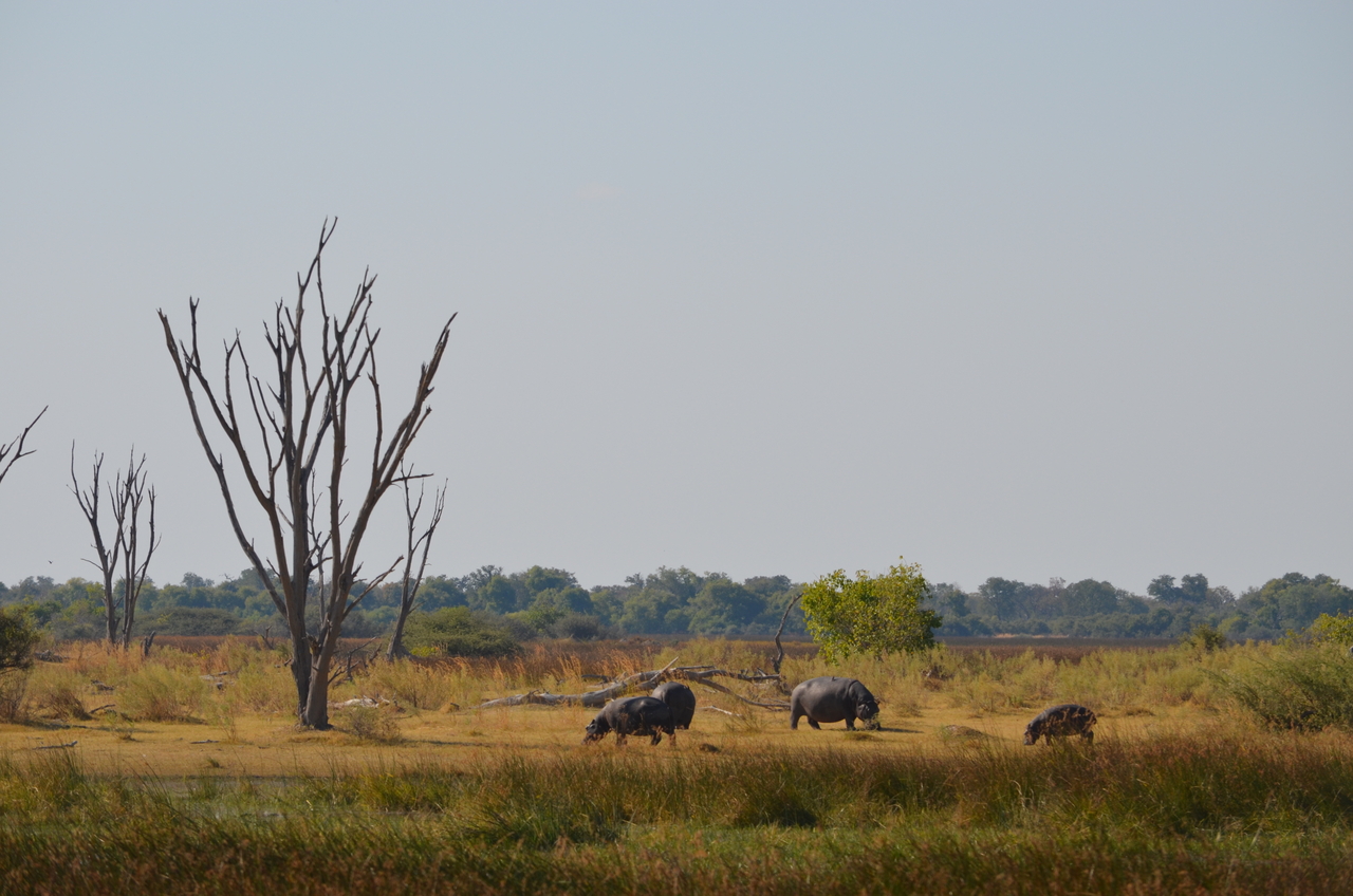 [23768] 2016_06_30_05_13_10_Africa_NIKON_D5100_IMG__05328.jpg