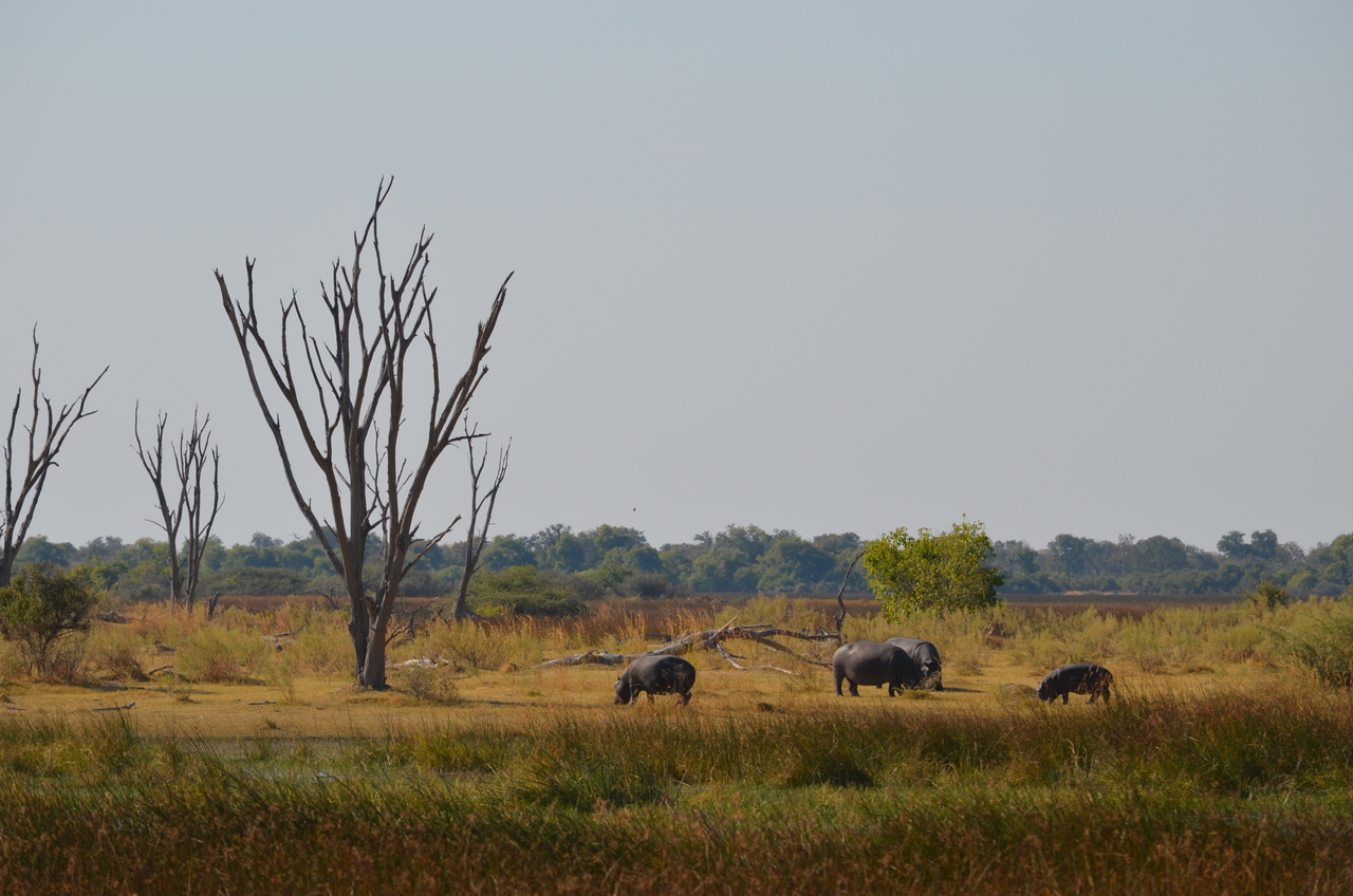 [23773] 2016_06_30_05_13_38_Africa_NIKON_D5100_IMG__00709.jpg