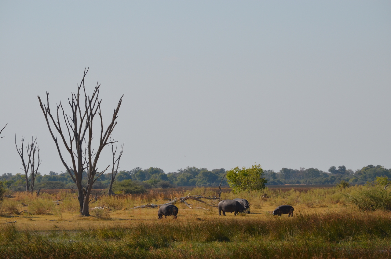 [23775] 2016_06_30_05_13_40_Africa_NIKON_D5100_IMG__00710.jpg