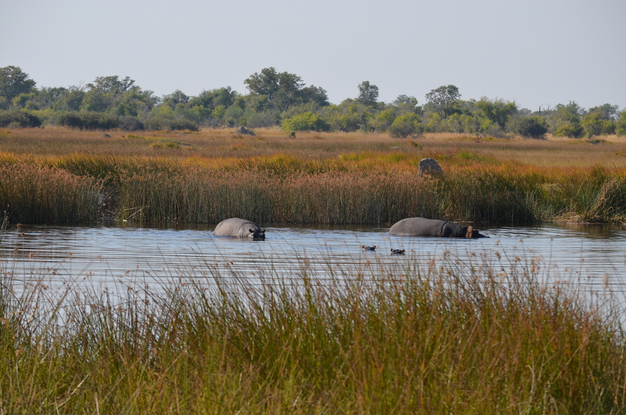 [23923] 2016_06_30_05_27_35_Africa_NIKON_D5100_IMG__00718.jpg