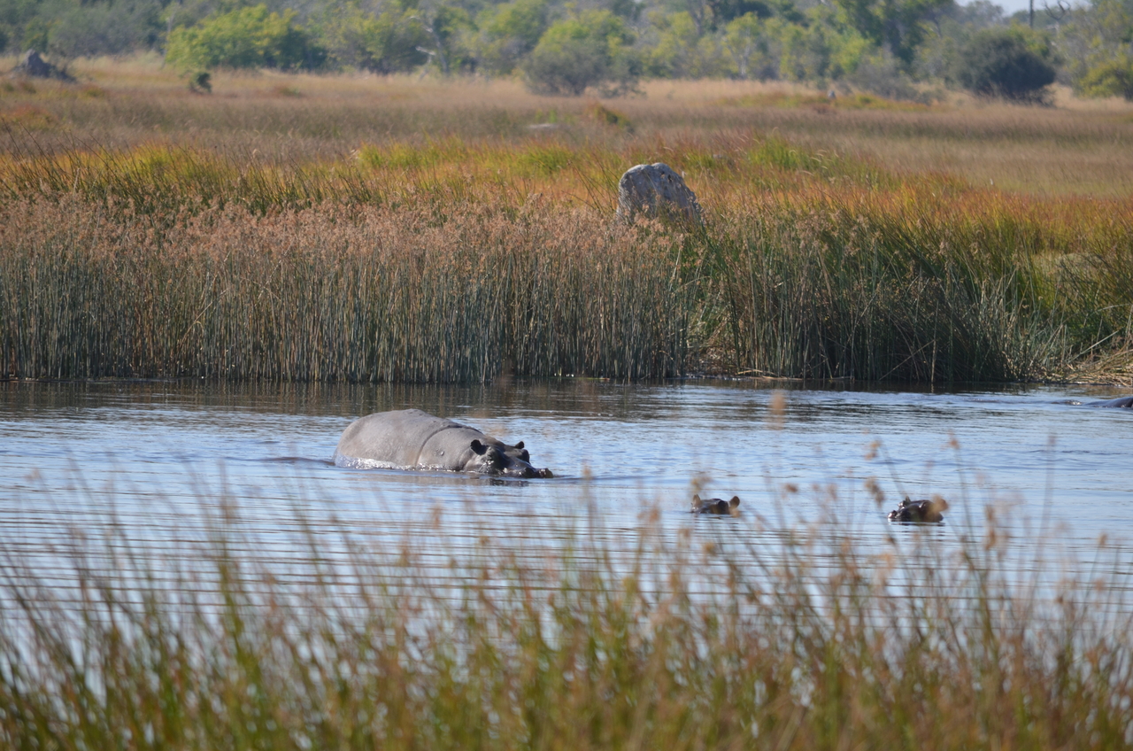 [23927] 2016_06_30_05_27_59_Africa_NIKON_D5100_IMG__00720.jpg