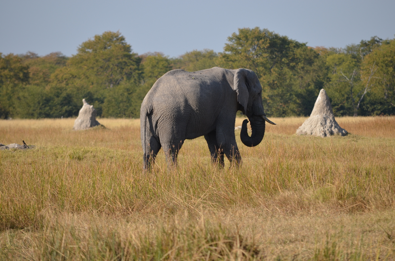 [24470] 2016_06_30_06_06_05_Africa_NIKON_D5100_IMG__05343.jpg