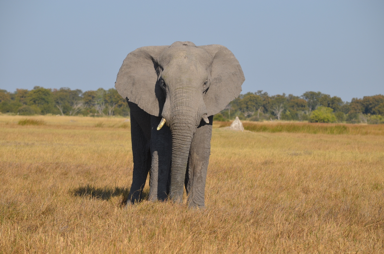 [24490] 2016_06_30_06_07_55_Africa_NIKON_D5100_IMG__00730.jpg