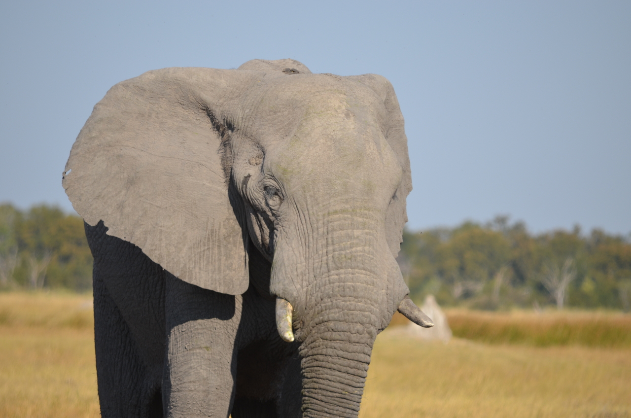 [24495] 2016_06_30_06_08_00_Africa_NIKON_D5100_IMG__05354.jpg