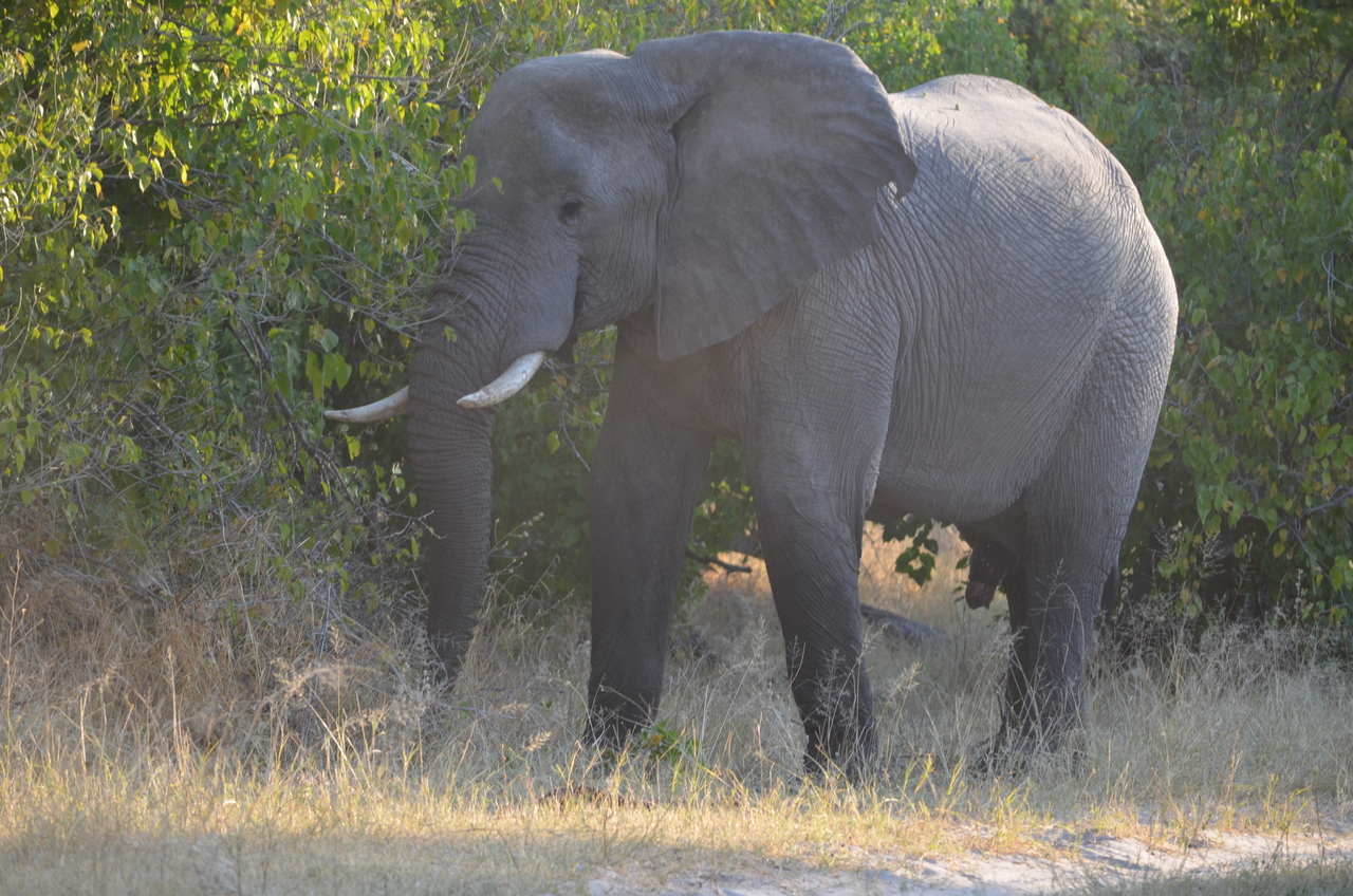 [24619] 2016_06_30_07_10_12_Africa_NIKON_D5100_IMG__05361.jpg