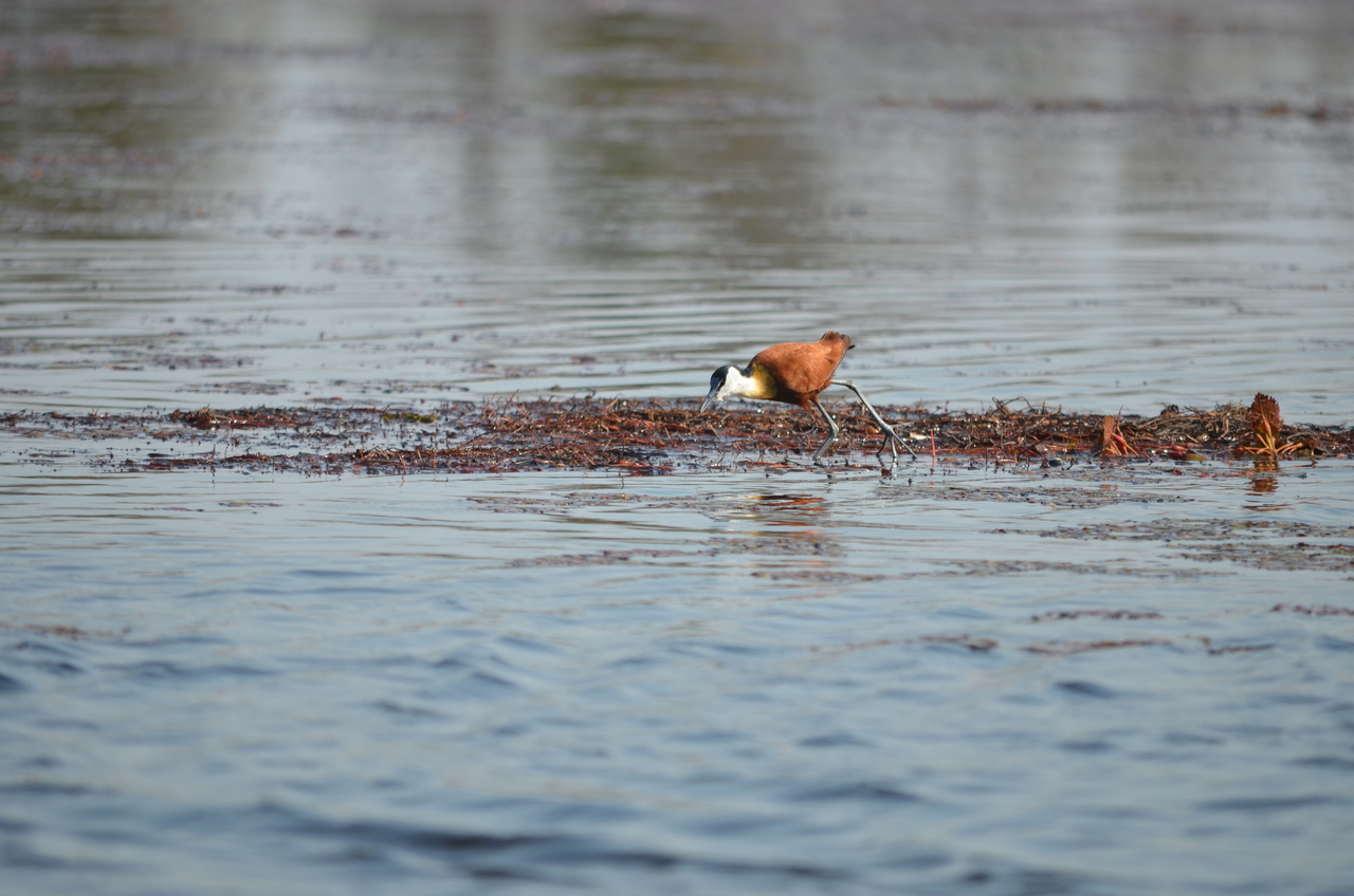 [26674] 2016_07_01_00_22_01_Africa_NIKON_D5100_IMG__00749.jpg