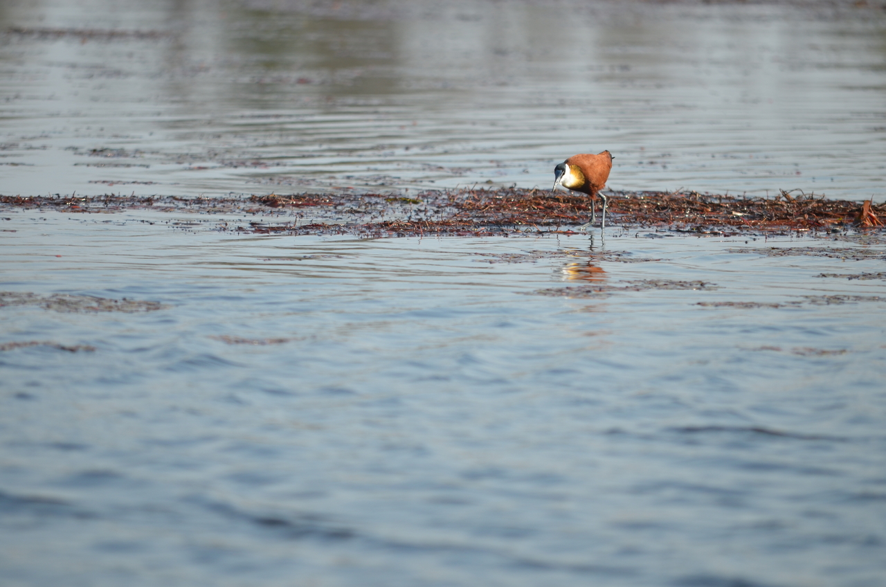 [26677] 2016_07_01_00_22_03_Africa_NIKON_D5100_IMG__05372.jpg