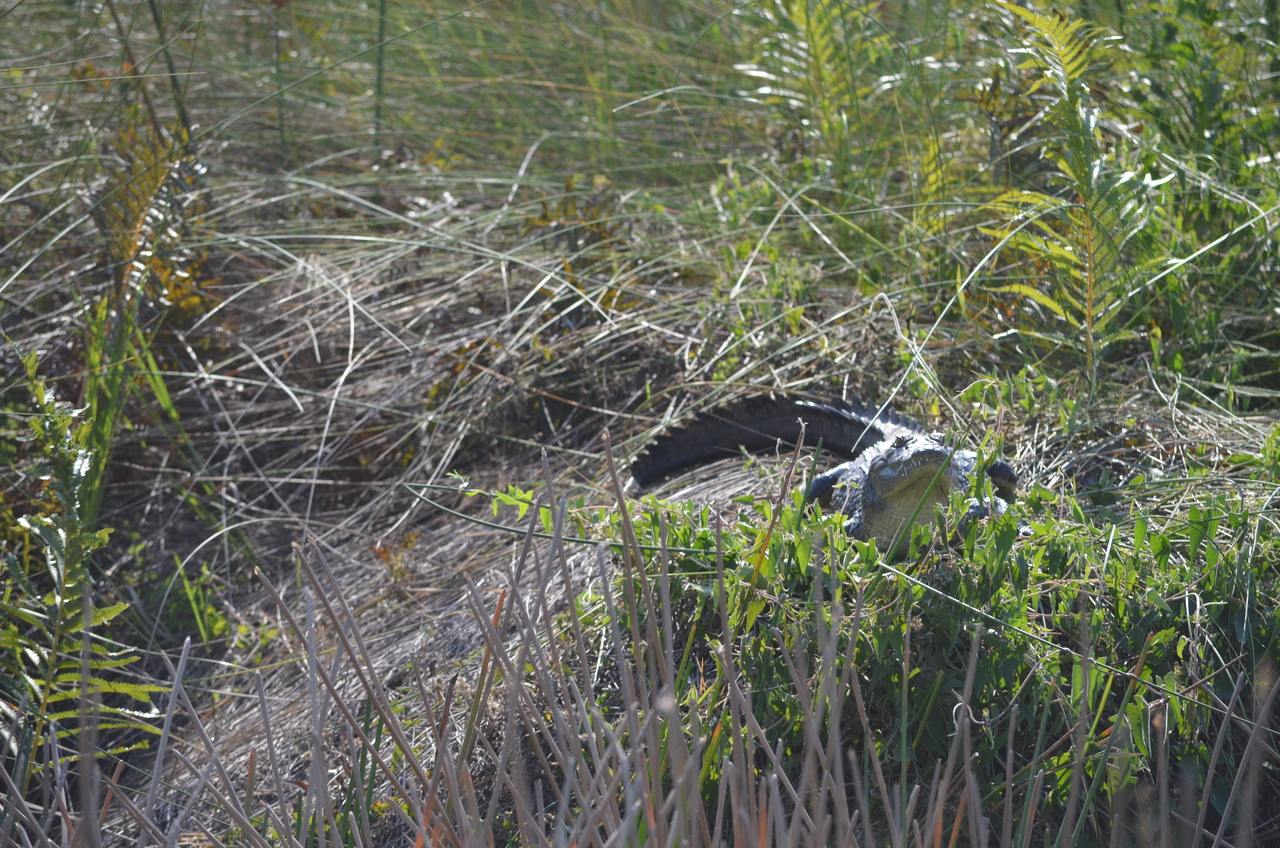 [26682] 2016_07_01_01_11_07_Africa_NIKON_D5100_IMG__00753.jpg