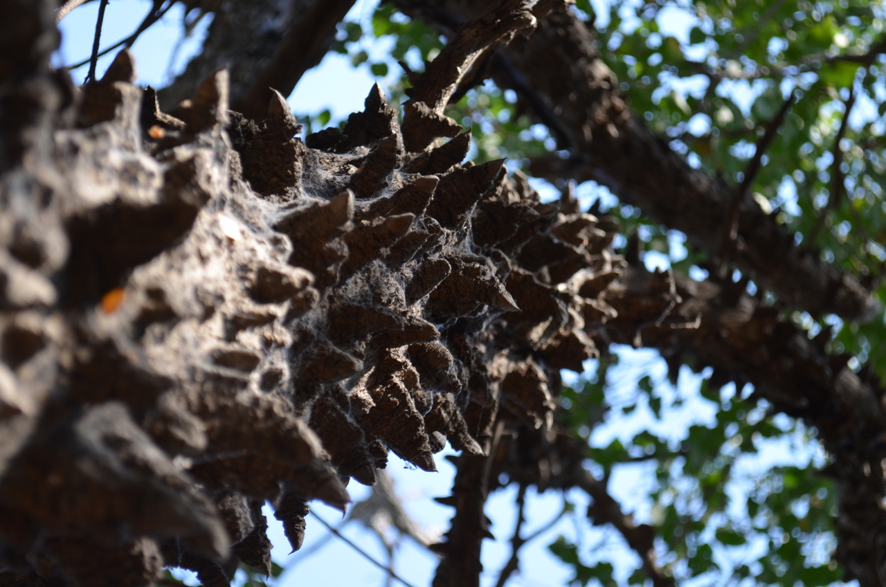 [26710] 2016_07_01_04_31_08_Africa_NIKON_D5100_IMG__00767.jpg