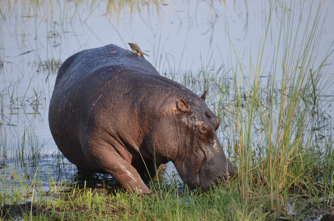 [27503] 2016_07_01_22_58_05_Africa_NIKON_D5100_IMG__05489.jpg