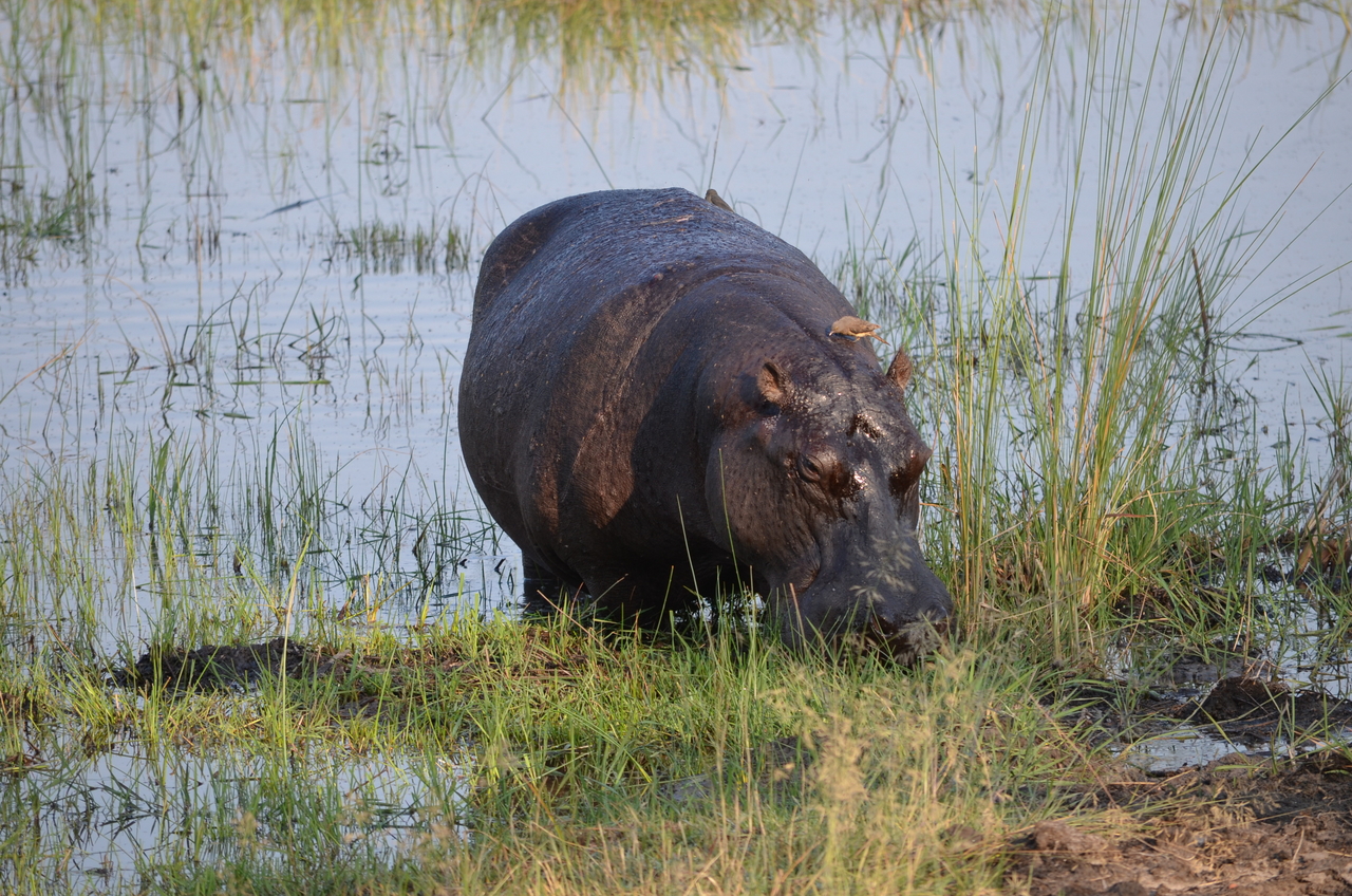 [27506] 2016_07_01_22_58_18_Africa_NIKON_D5100_IMG__00869.jpg