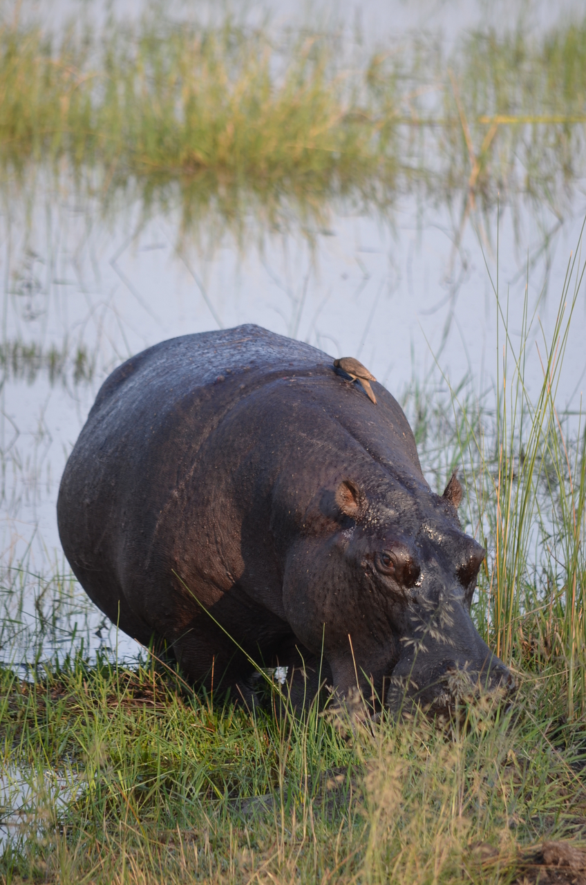 [27514] 2016_07_01_22_58_52_Africa_NIKON_D5100_IMG__00873.jpg