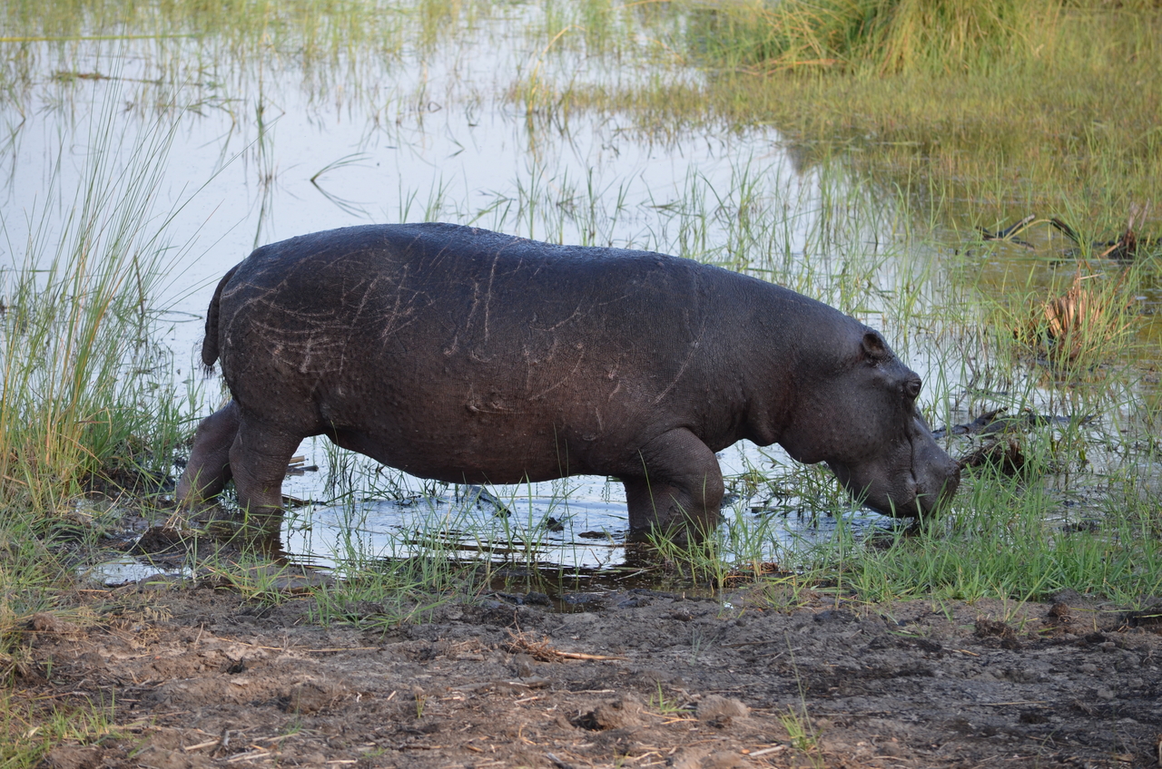 [27517] 2016_07_01_22_59_25_Africa_NIKON_D5100_IMG__05496.jpg