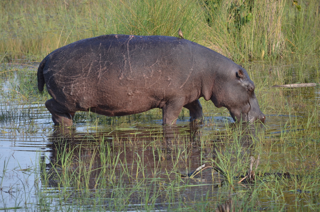 [27524] 2016_07_01_23_10_35_Africa_NIKON_D5100_IMG__00878.jpg