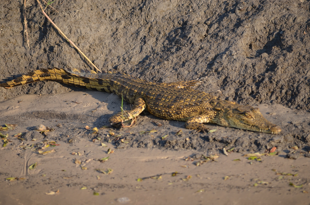 [27832] 2016_07_02_06_59_26_Africa_NIKON_D5100_IMG__05505.jpg