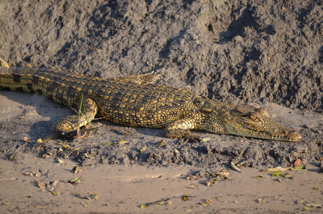 [27834] 2016_07_02_06_59_36_Africa_NIKON_D5100_IMG__05506.jpg