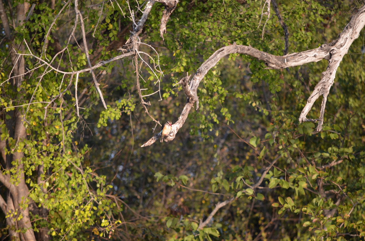 [27835] 2016_07_02_07_07_03_Africa_NIKON_D5100_IMG__00885.jpg