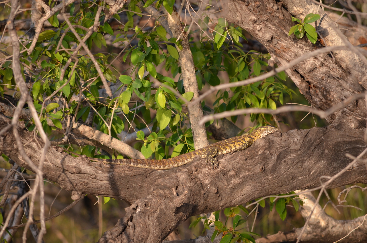 [27839] 2016_07_02_07_12_48_Africa_NIKON_D5100_IMG__00887.jpg